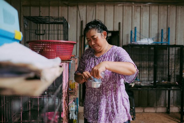 Creating stag beetle havens: an enthusiast"s handbook for uk gardeners to preserve and support endangered populations
