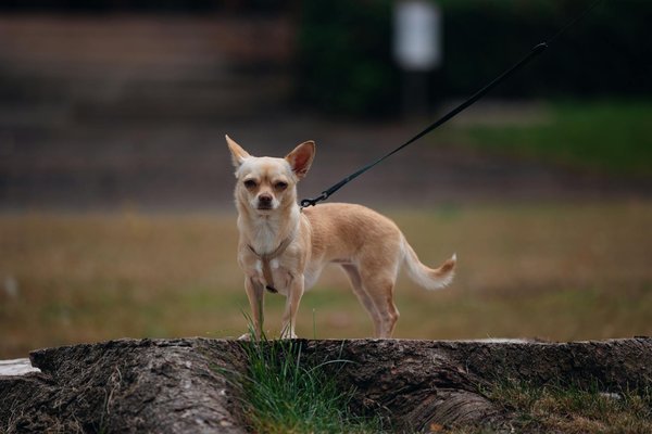 Identifying cat asthma attack alerts: key strategies for emergency readiness and awareness